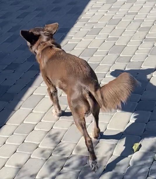 Зникла собака коричнева