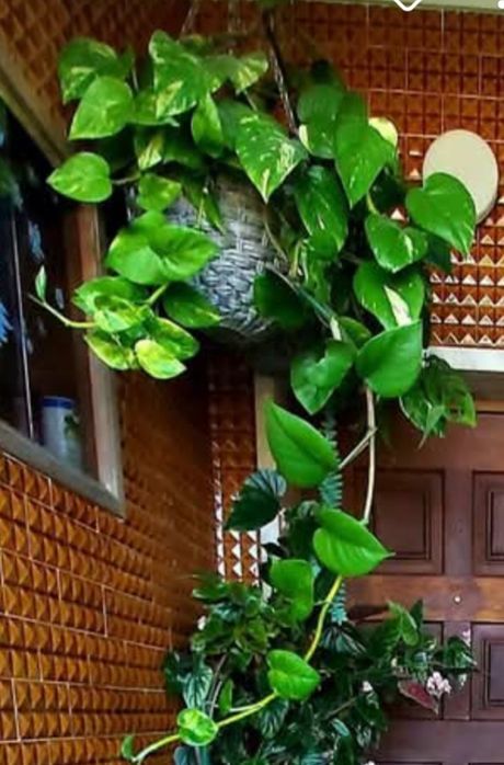 Plantas naturais interior e exterior