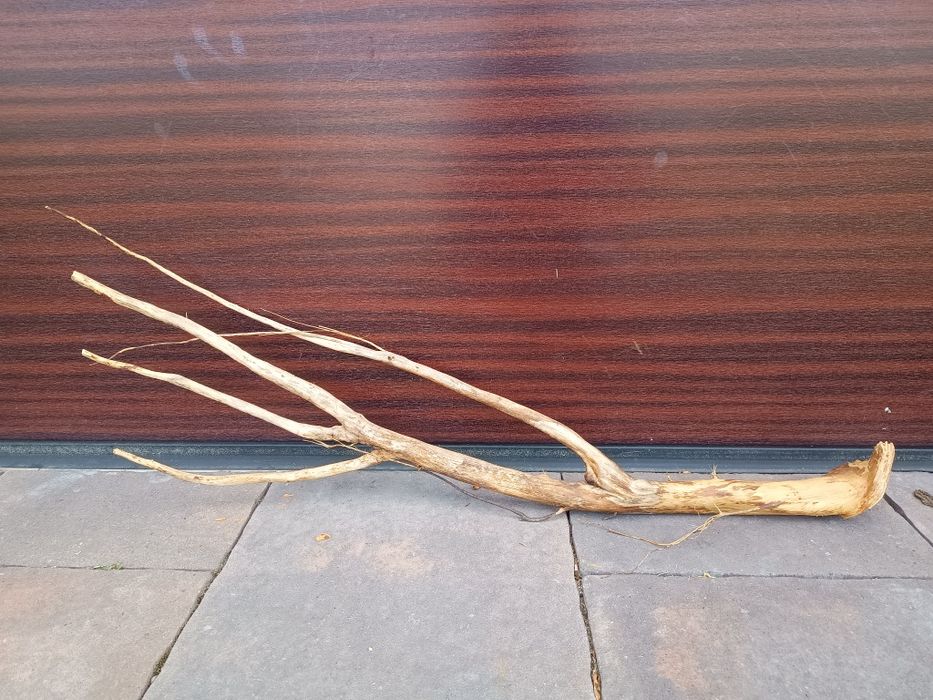 Ładny, średni naturalny korzeń do akwarium