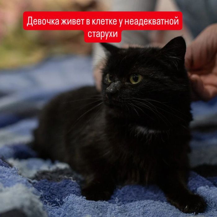 Отдам черную кошку, стерилизована, 9 месяцев