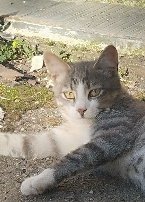 Безкоштовно котик