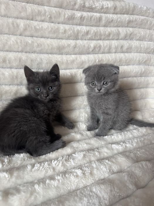 киці кошенята котики