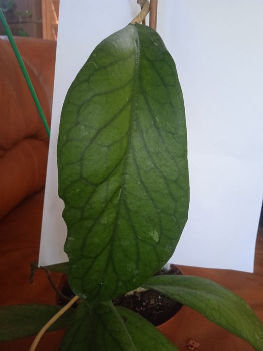 Hoya- Hoja do.MT09 cięta