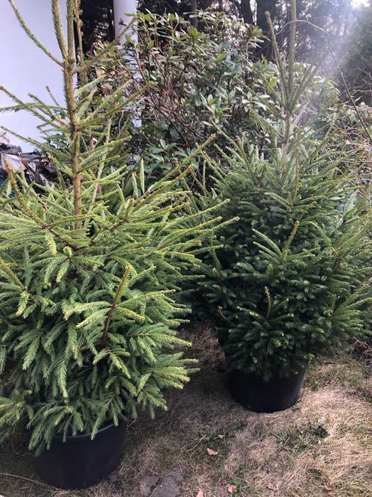 Świerk pospolity w doniczkach dwumetrowy x 3 drzewka w cenie