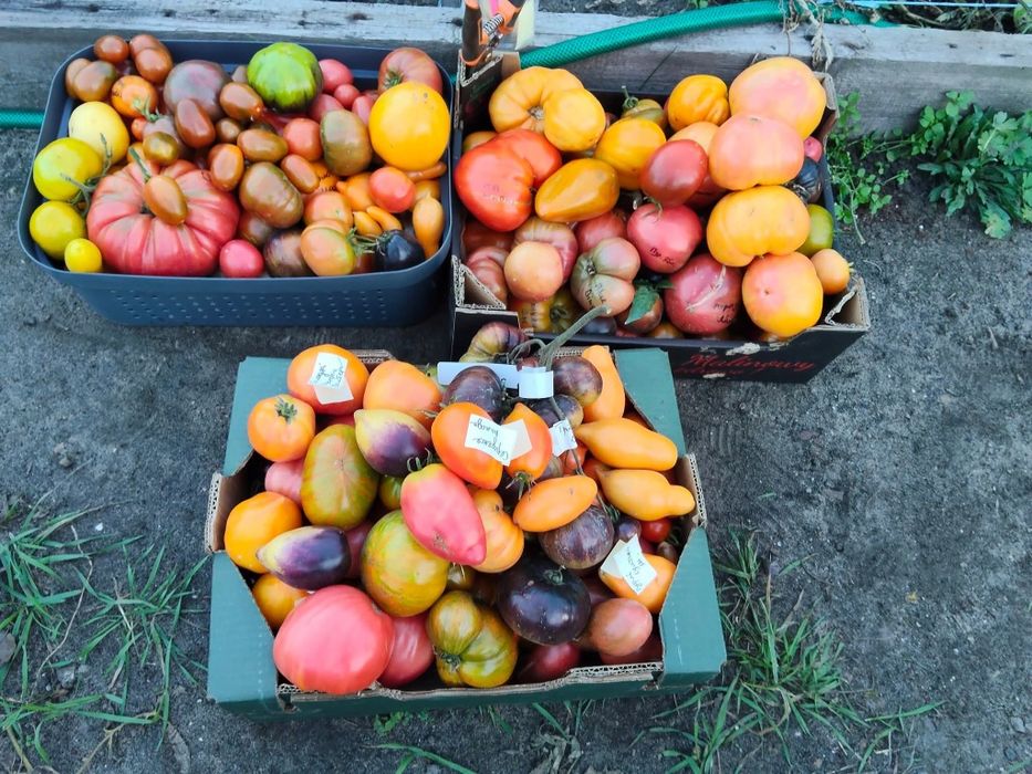 Nasionka kolekcjonerskie