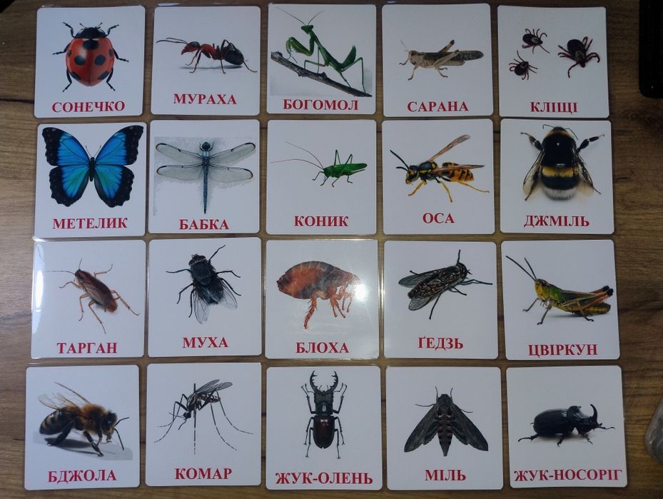 Картки Домана, розвиваючі картки, ранній розвиток