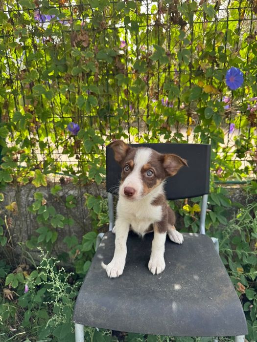 Menina Border Collie Chocolate Tricolor