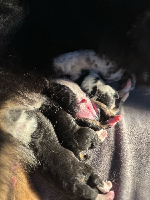 Chłopiec red merle owczarek australijski - odbiór koniec czerwca!
