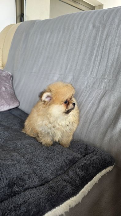 Spitz Alemão miniatura