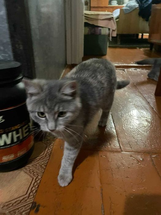 Грайливі Tabbi дівчатка красуні.