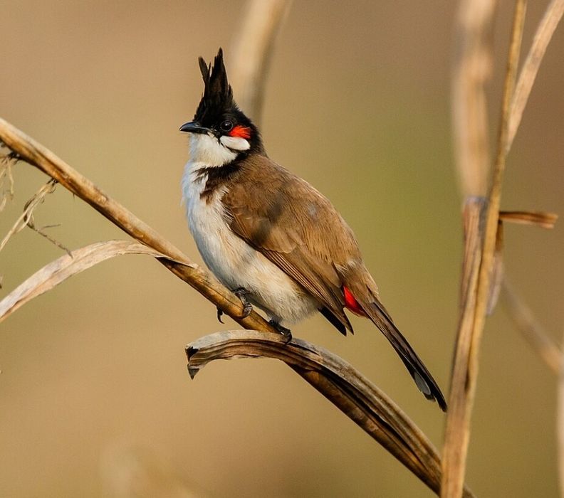 Casal bull bull (picnonotus jocosus)