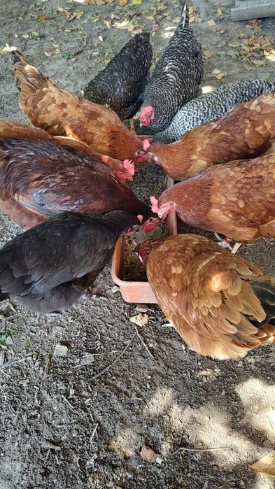 Kurki Nioski Gotowe do Produkcji Jaj – Odbiór Osobisty lub Transport