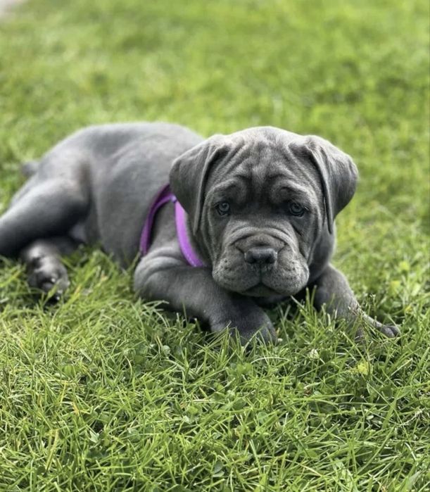 Cane Corso Mocny Pies