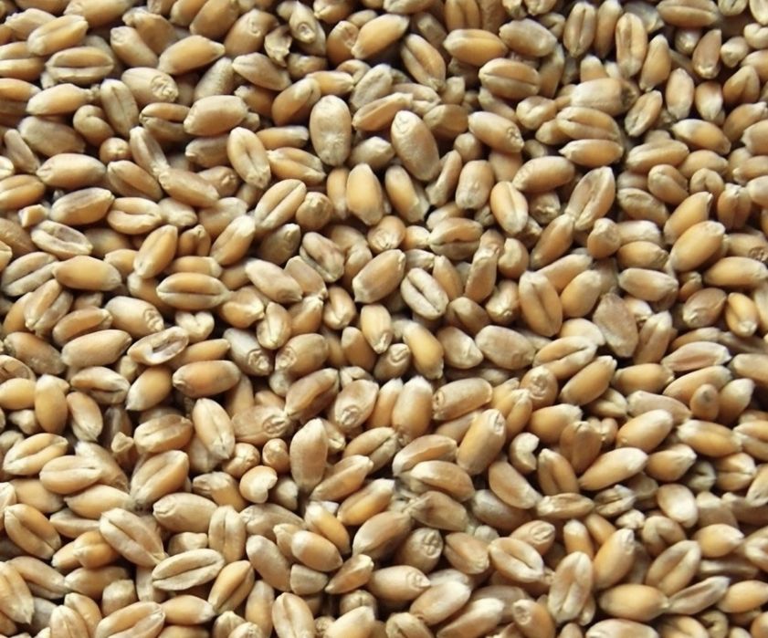 Pszenica workowana