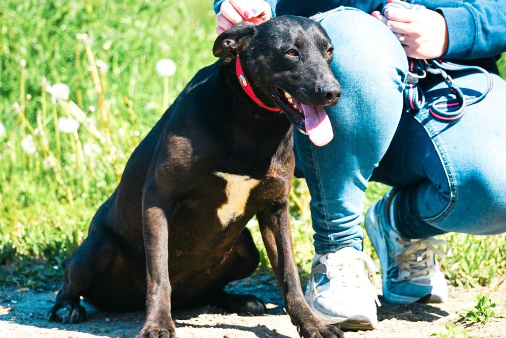 NENA - śliczna sunia w typie labrador