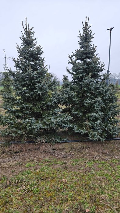 Duże drzewa do 5m Sosna Świerk Jodła Liściaste Dostawa sadzenie