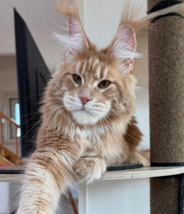 Кошенятка Мейн-кун