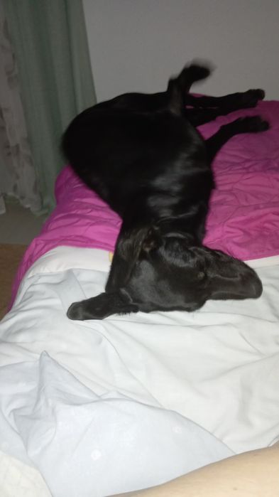 Kael a nossa partuda de 1 ano.   Urgente