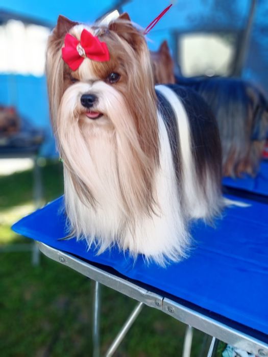 Продам цуценят бівер-йорка