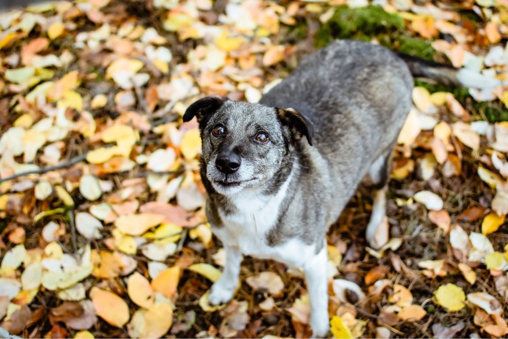 Kantor-pies wymagający pracy czeka na świadomy dom-adopcja