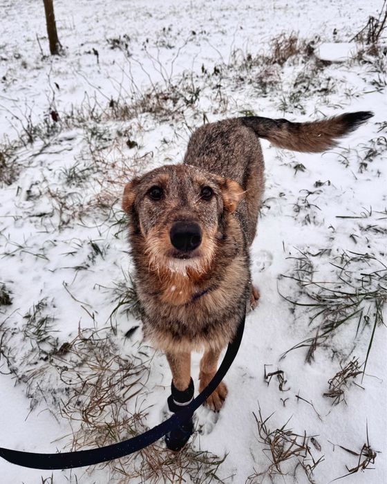 Собака в пошуку сімʼї