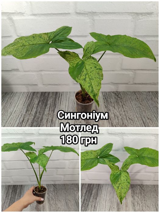 Сингоніум Жаде, Екліпс, Полуничний Лід, Мотленд, Єлов, Вендланда, Мілк