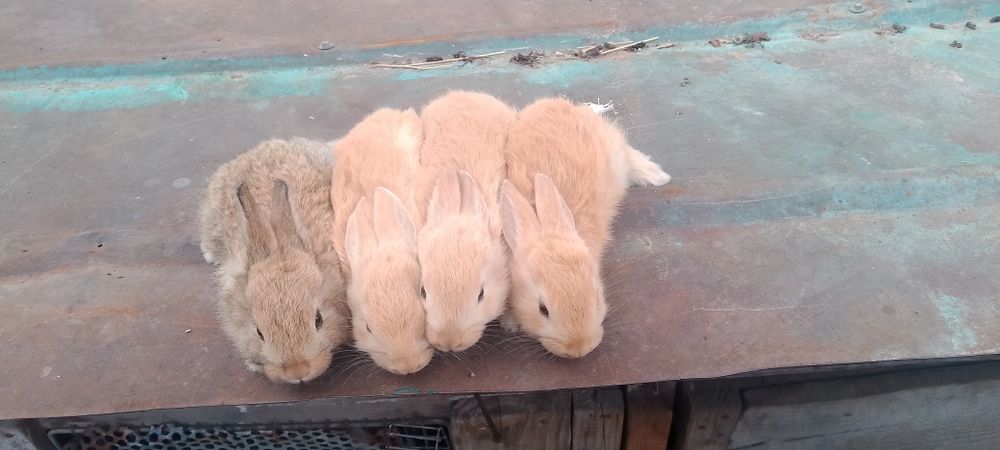 Продам бургундію один місяць