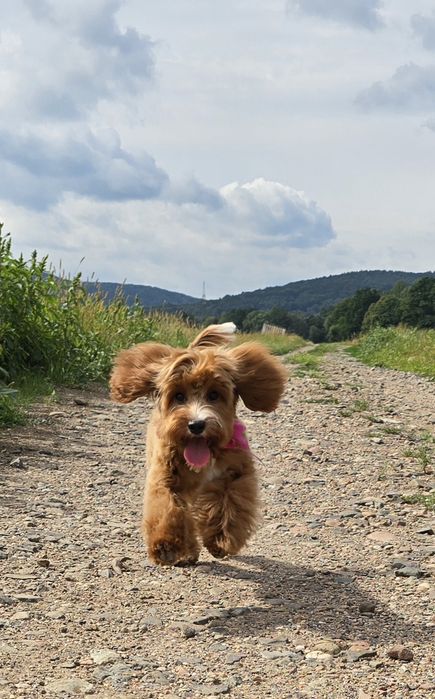 Cavapoo / duża dziewczynka