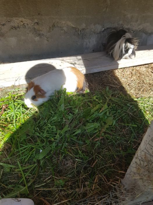 Świnki Morskie z dużą Klatką