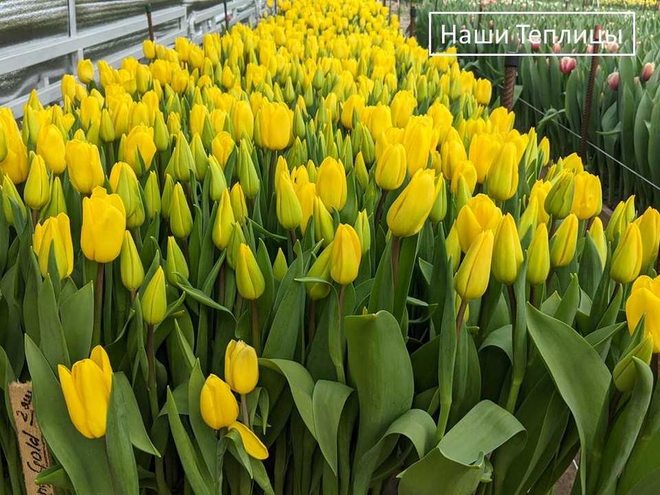 ТЮЛЬПАН Український ОПТ