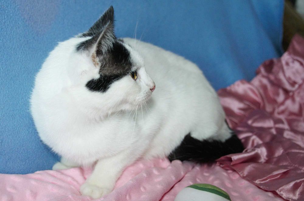 Bryza szuka kochającego domu