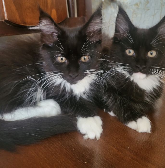 Котята Мейн-кун, питомник