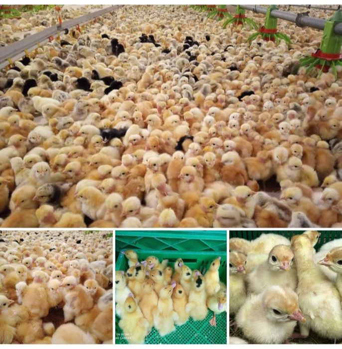 Продаю добові різні курчата,качки,гуси,індики