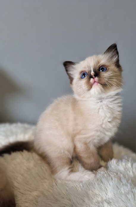 Piękna koteczka ragdoll