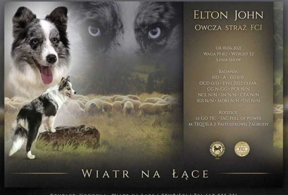 szczeniak Border Collie  FCI ZKwP Magic BorderLand