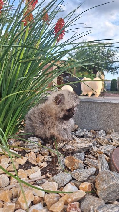 Szpic miniaturowy Pomeranian