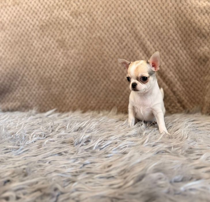 Chihuahua malutki uroczy chłopczyk