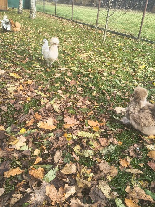 Sprzedam koguty ozdobne