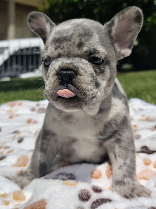 Bulldog lilac Merle