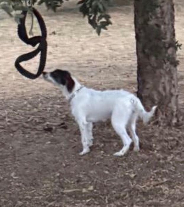 Adoção cão fêmea 6 meses