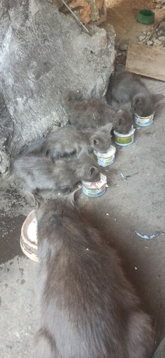 Котята ищут семью. Котенок даром. Кот. Кошка. Бесплатно