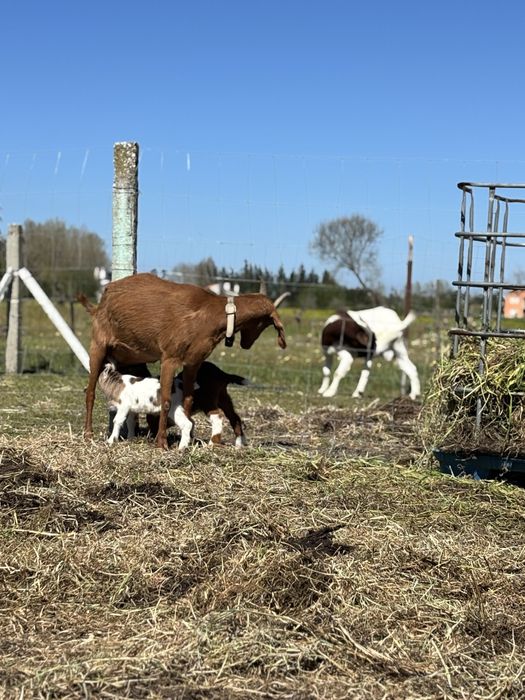Cabritos novos cruzados Boer