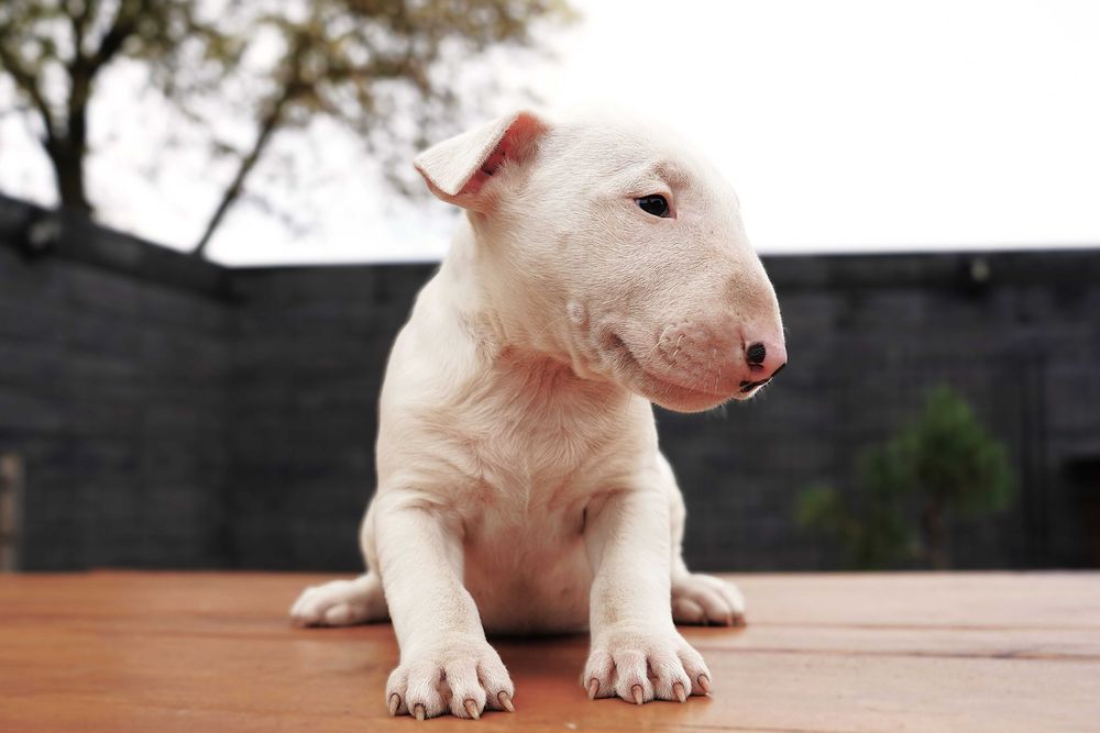 GOTIWA suczka bulterier standard SOLID WHITE BULLTERRIER bull terrier