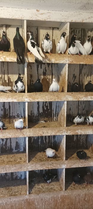 Sprzedam gołębie .