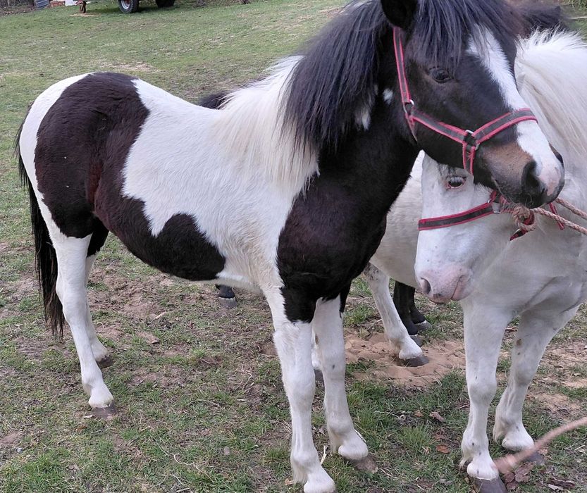 Kuc/ Krycie w stanówce