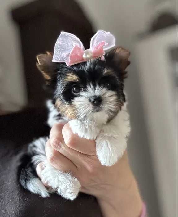 Biewer Terrier femea