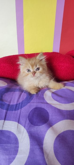 Kocurek perski, pers, perska