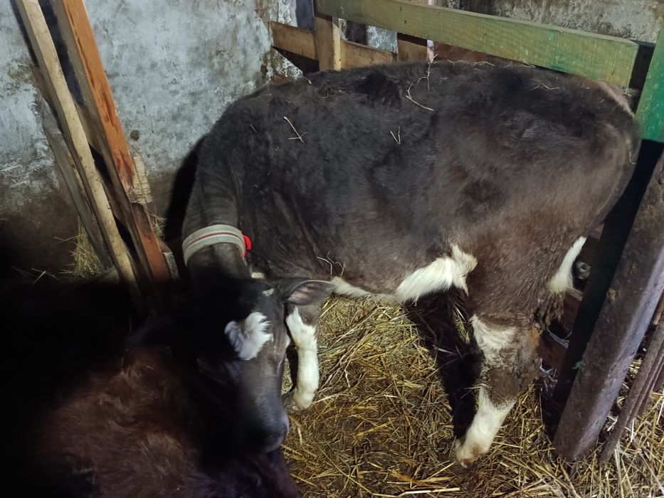 Продам теличку  на корову