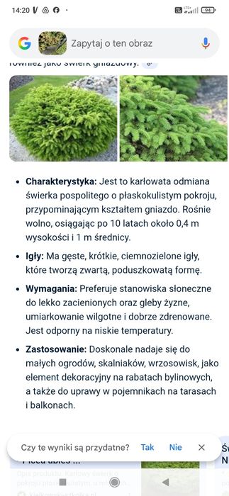 Świerk pospolity Nidiformis.