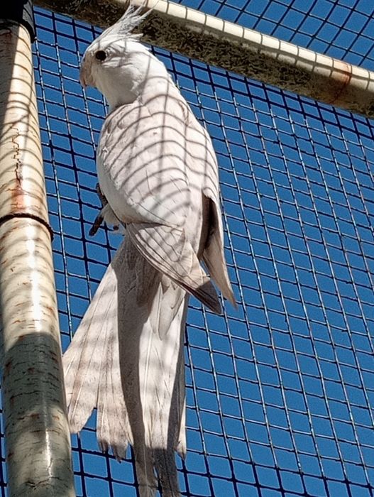 Vendo caturras  e agapórnis rosicollis de bom porte